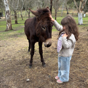 donkey pat Hahndorf