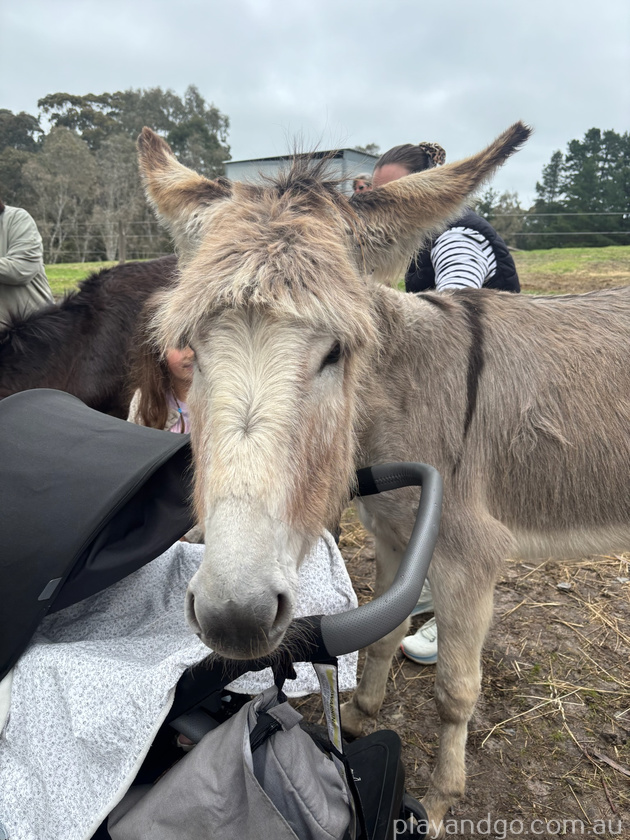 donkey and pram
