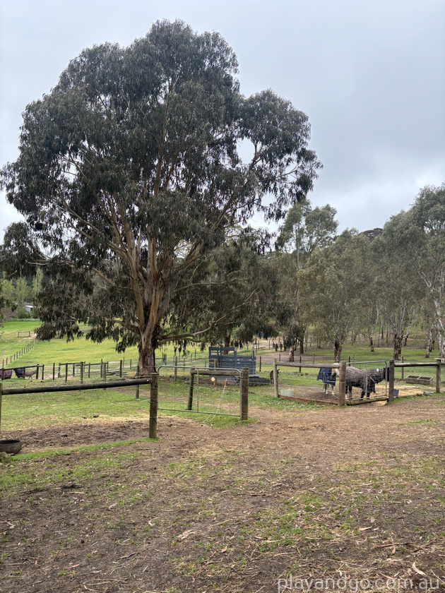 donkey discovery scene