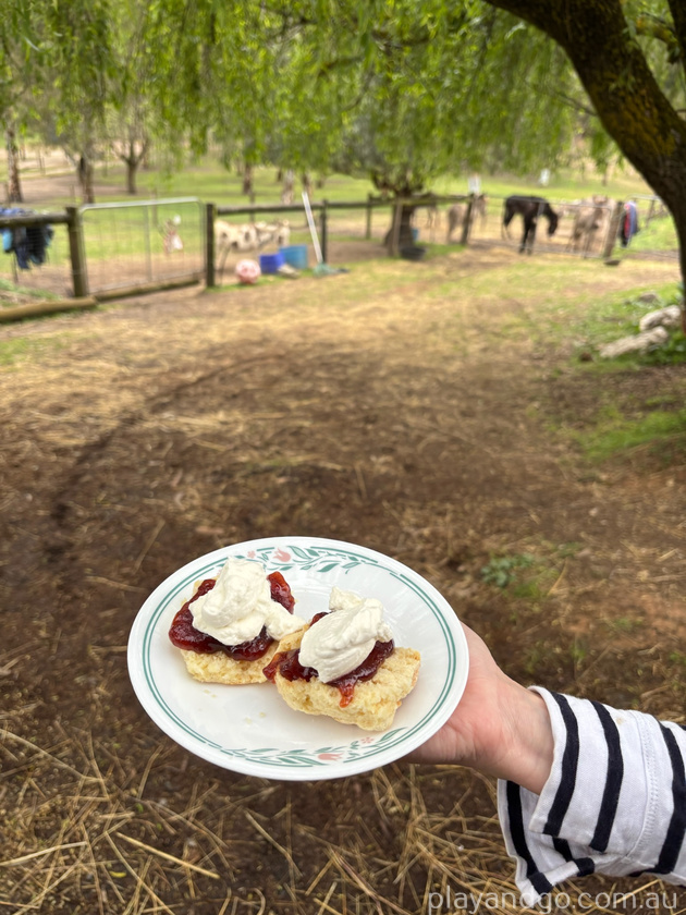 afternoon tea donkey discovery