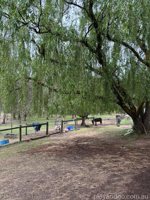 donkey discovery scene