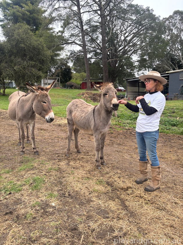 mama and baby donkey